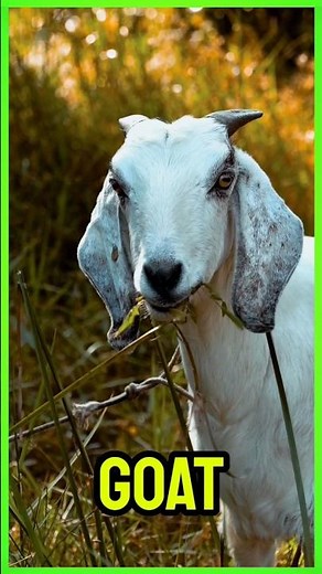 Animal Sounds- Part 2| Kids Video| Wild Animals| Animals Name #animals