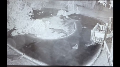 Watch: Tree crashes into alligator lagoon in Florida