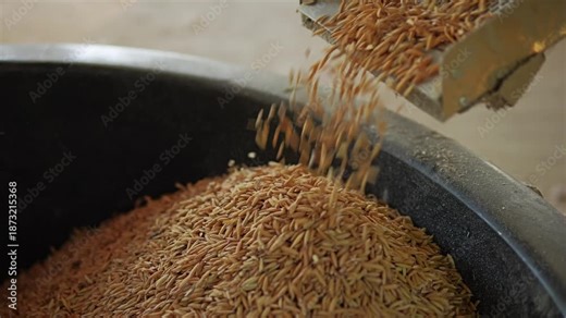 Slow Motion Hand show rice grains are falling as they are being filtered out of contaminants