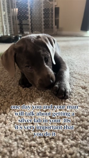 Best Decision Ever: Getting a Silver Lab