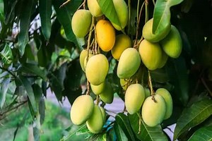Gujarat mango: ગુજરાતની પ્રખ્યાત કેસર કેરીનો અજાણ્યો ઇતિહાસ, વંથલીના ખેડૂતે પેદા કરી કેરી, નવાબે આપ્યું નામ