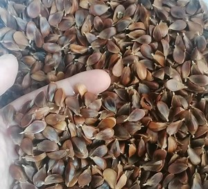 Kultivierte Bucheckern (Fagus sylvatica) - Etsy.de