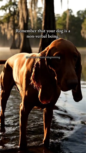 Your Dog Is a Non-Verbal Being