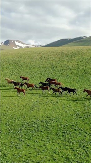 How Fast Can Horses Actually Run Downhill? #horses #nature #wildlife
