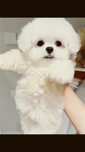 what do you know zuchon dog #shorts