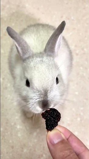 Juicy Explosion! 🍇💥 #bunny #rabbit #mycuterabbit #asmr