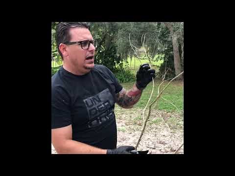 Propagate Crepe Myrtle from Winter Cuttings