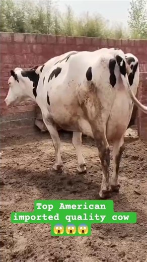"Top American Imported Cows in Pakistan | Best Dairy Breeds 🐄 #cow #cowvideos #cowcow #animals