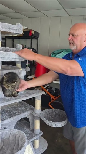 The ULTIMATE Multi-Level Cat Tree Tower Review! 🐱🏰 #CatTree #PetSupplies #Shorts