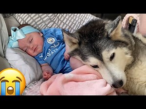 Newborn Baby Smiling In Her Sleep Because Her Husky Is Cuddling Her!! [CUTEST WAKE UP TOO!!]