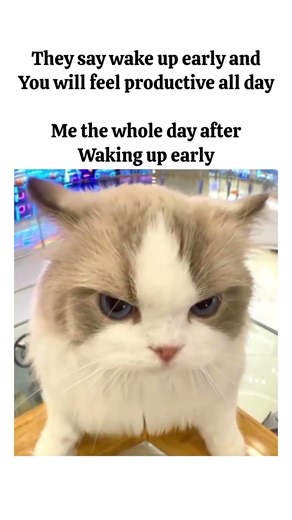 maa ke dar se uthti hu😐😅#trending#shorts#youtubeshorts#viral#relatable#reels#funny#cat#anime#fun#maa