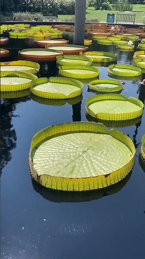 This Giant Leaf Can Hold Full-Grown Woman Without Sinking Incredible Science of Victoria Water Lily
