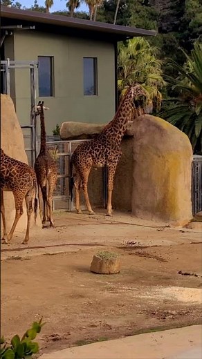 "That big giraffe drunk the pee!"