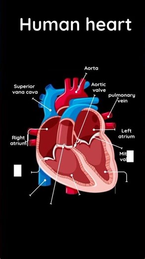 How the Human Heart Works: Circulatory System Explained! ❤️🩸#shorts #youtubeshorts