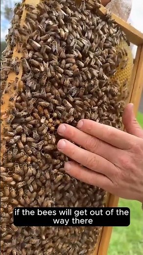 Drone Bee Emergence 💛