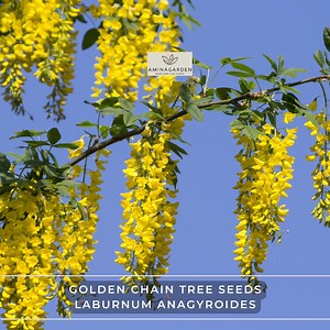 Golden Chain Tree Seeds – Laburnum Anagyroides, Showy Ornamental Hedge Pergola Tree - Etsy