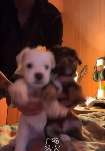 Spotify Playlist in Bio with Funk and Phonk Tunes