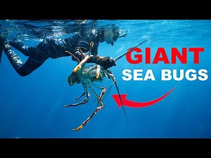 Our BIGGEST LOBSTER Ever! (Catch And Release?)