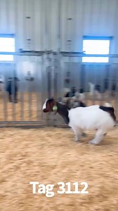 "To recognize opportunity is to foster success." - tb HL Sale TUESDAY, April 11th: https://www.sconlinesales.com/Bids/AuctionsListing/33208 This is the final sale for our 2023-born kids. Spring-born prospect wethers and doe kid sales will begin in late May. Please reach out to any HL team member with questions. This is our livelihood and we are here to earn your business. Delivery options available across the country. | Hummel Livestock