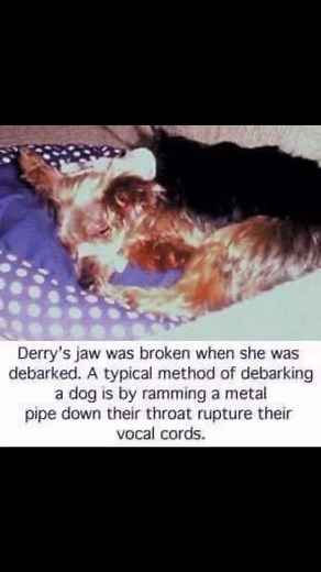  Debarking  cruel and barbaric way to silence dogs! This is...