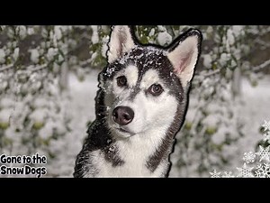Husky Puppy Experiences SNOW for the FIRST Time