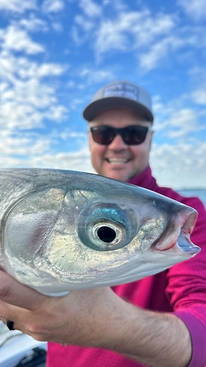 2.1K views · 81 reactions | The Milkfish brings us all  #milkfish #ifishtv | Ifish | Facebook