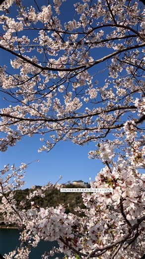 【公式】浜名湖オルゴールミュージアム on Instagram: "かんざんじの桜もみごろを迎えております🌸 ロープウェイに乗ってパルパルの桜をお楽しみください♪ 山の上の浜名湖オルゴールミュージアムの館内も 春らしく装飾🌸ステキな音色に癒されに来てください♪ ======================================= 詳しくはプロフィールから公式HPをご確認ください♬ @hamanako_orgel ======================================= #浜名湖オルゴールミュージアム #浜松 #音楽の街 #musicbox #フォトスポット #楽器好きさんとつながりたい #写真好きさんとつながりたい #浜名湖 #レトロ #癒し #音楽が好き #青春 #癒しの音色 #春のお出かけ #オルゴール好き #1900年製 #ドイツ製 #ディスクオルゴール #アンティーク #ミセスグリーンアップル #ライラック #お花見 #桜 #さくらさくら #お花見2025 #浜松観光 #浜名湖パルパル #かんざんじロープウェイ #胎教 #マタニティデート