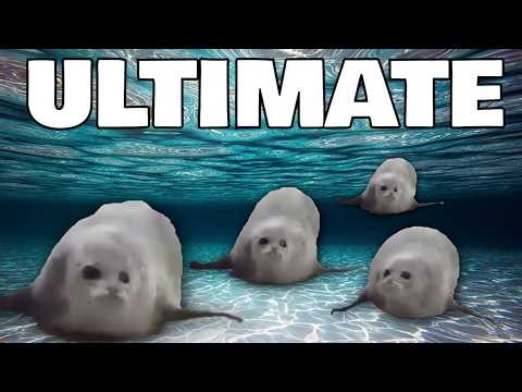 Bouncing Seals ULTIMATE 3