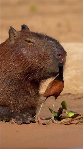 Capybara Friends in Pantanal 🦫 | Amazing Wildlife Bonds in Brazil 4K #Shorts
