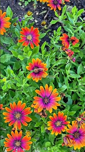 Beautiful spring flowers & fresh blooms with relaxing music #shorts