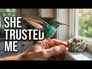 I Watched a Hummingbird Build Her Nest from Start to Finish