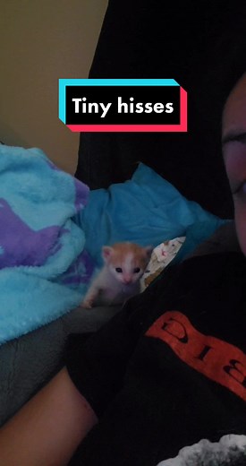 Baby Kittens Hissing: Adorable Kittens' First Hisses Caught on Camera!