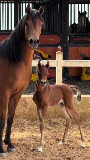 הסרטונים של Mhmad_saeed (@mhmad_saeed) עם الصوت الأصلي - 𖤐𓆩𝐴ℎ𝑚𝑎𝑑 𝑆𝑎𝑙𝑚𝑎𝑛𓆪𖤐