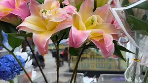 lily♡ | NatureHolic Y