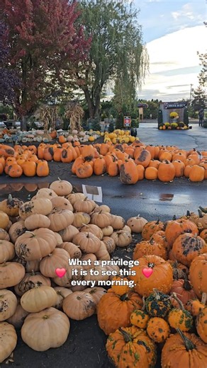 It's a beautiful autumn morning to visit Bauman's. ❤️ Bauman's Harvest Festival Gervais, Oregon 9am-5pm . . bauman's farm and garden, bauman farms, pumpkin patch, willamette valley, oregon farm, free pumpkin patch | Bauman's Farm and Garden