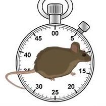 Serie: Grundlagen der Nagetierzucht und -entwöhnung