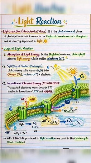 Light Reaction Explained Simply 🌿 | Photosynthesis | Class 11 Biology #LightReaction #Class11Biology