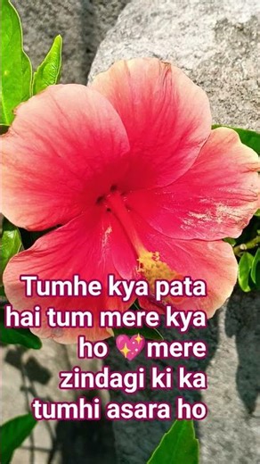 #hindisongMeri zindagi ki ka tumhi asara ho #hindisong #love #singing #music #trending #song