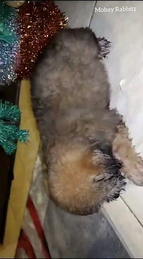 Pomeranian Shih Tzu Mix #puppyentertainment