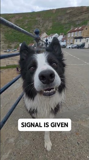 This Border Collie Found a Hidden Ball From an Incredible Distance! 🤯🐶