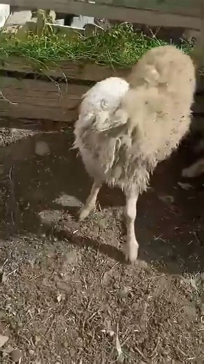 hypomagnesemia in sheep.#veteran #animals