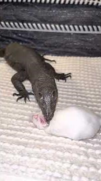 Toothless Eats Live Mouse. (LIVE FEEDING)