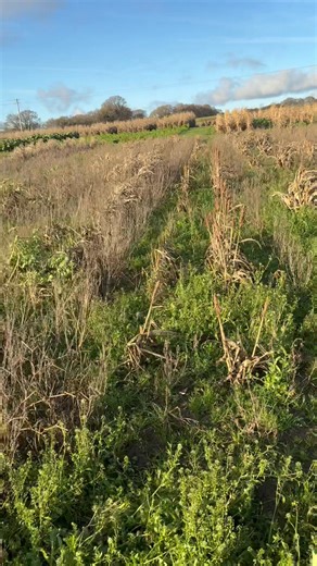 Test af sorghum. Et er at vide hvad sorghum man syntes bedst om. Et andet er hvad der er dårligt 😊 Disse sorghum kommer ikke videre i vores system. De skal nok komme på markedet men ikke hos os 😊 Gør som de professionelle. Ingen gætværk Bare viden og erfaring. | Vildtplejeren.dk