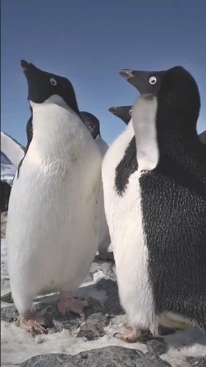 Penguins often communicate their mood and intentions through simple, observable behaviors