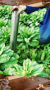 60K views · 193 reactions | Polywise – จากใบสู่ผลผลิต!...