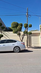 31K views · 522 reactions | Que bonitos arboles | Ángel gastelum | Facebook