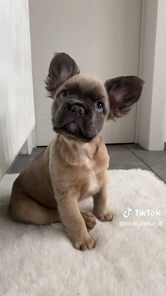 Adorable Fluffy French Bulldog Puppy - 10 Weeks