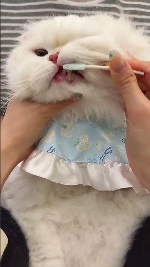 Hygiene Tips: Brush Your Cat's Teeth Like a Pro