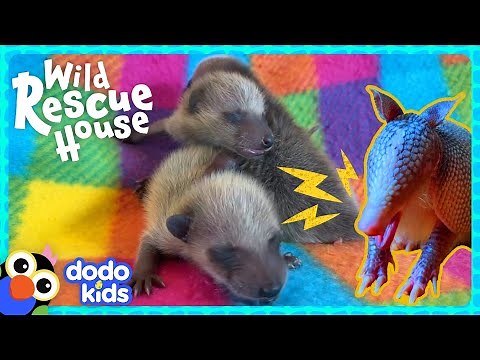 Baby Raccoons Need A Whole Houseful Of Animals To Help Rescue Them! | Dodo Kids | Wild Rescue House