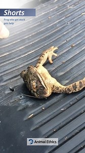 23 reactions | This toad became stuck and likely would have starved...